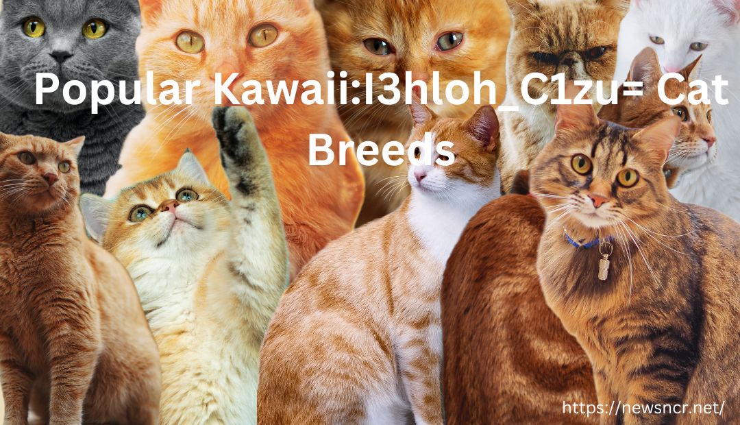 kawaii:i3hloh_c1zu= cat